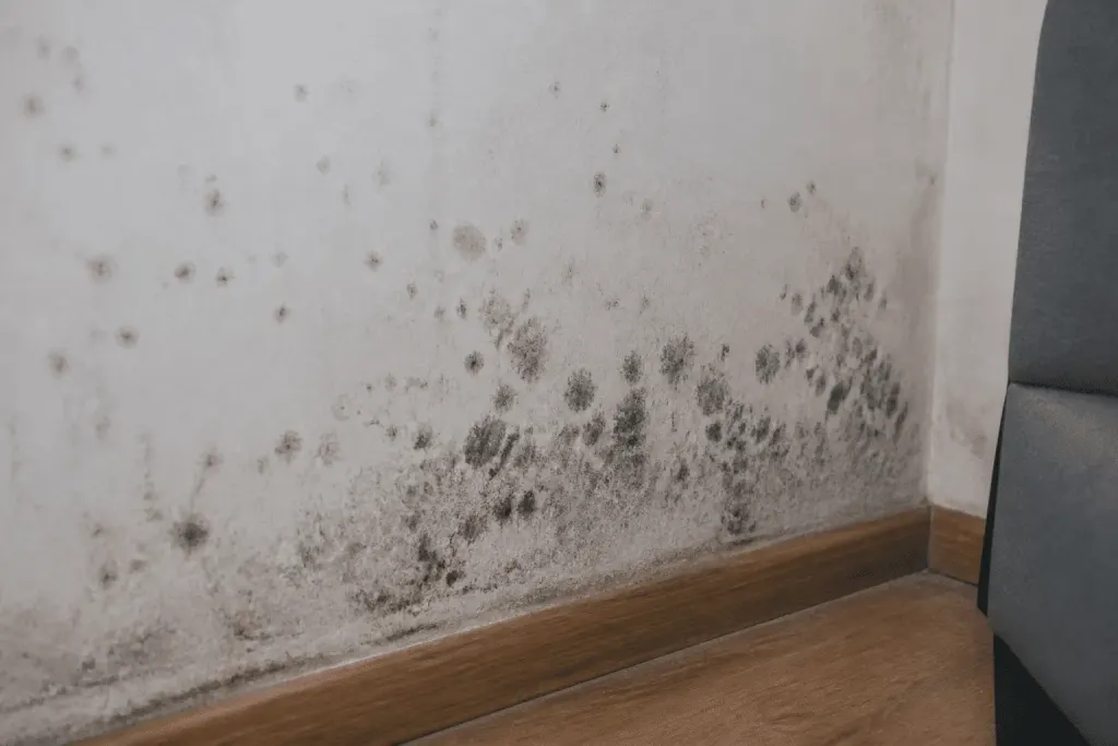Taches noires de moisissure sur mur humide